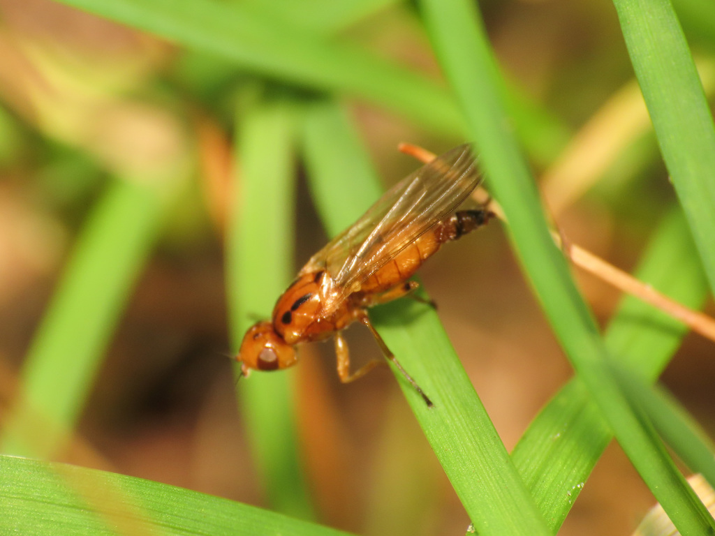 Psilosoma audouini