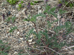 Astragalus eucosmus