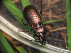 Pterostichus multipunctatus