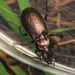 Pterostichus multipunctatus - Photo (c) Emanuele Santarelli, some rights reserved (CC BY-SA), uploaded by Emanuele Santarelli