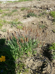 Plantago alpina