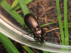 Pterostichus multipunctatus