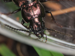 Pterostichus multipunctatus