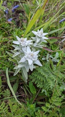 Leontopodium palibinianum
