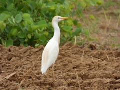 Bubulcus ibis
