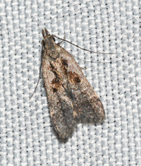 Dichomeris bilobella