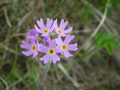 Primula stricta