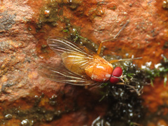 Phaonia pallida