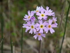 Primula stricta
