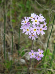 Primula stricta