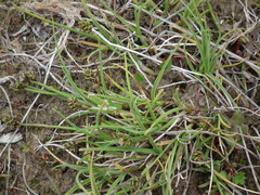 Carex ursina