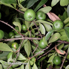 Garcinia oblongifolia