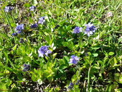 Veronica alpina