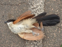 Centropus senegalensis