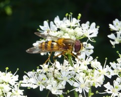 Epistrophe grossulariae