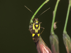 Grypocoris