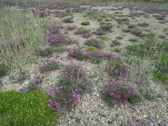 Honckenya peploides diffusa