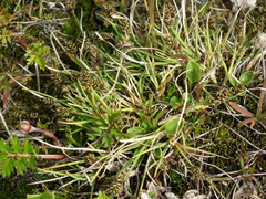 Carex ursina