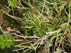 Carex ursina