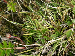 Carex ursina