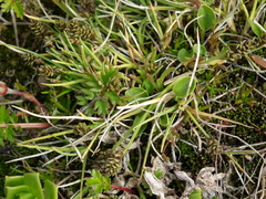 Carex ursina