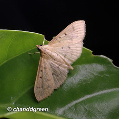 Herpetogramma basalis