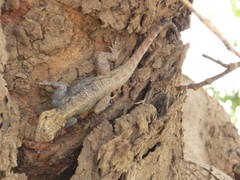 Agama paragama