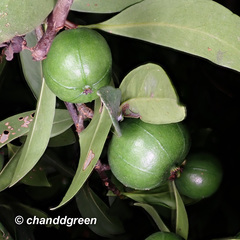 Garcinia oblongifolia