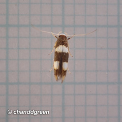 Stathmopoda paradiplaspis