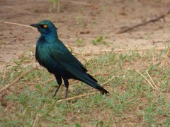 Lamprotornis chalybaeus