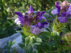 Scutellaria alpina