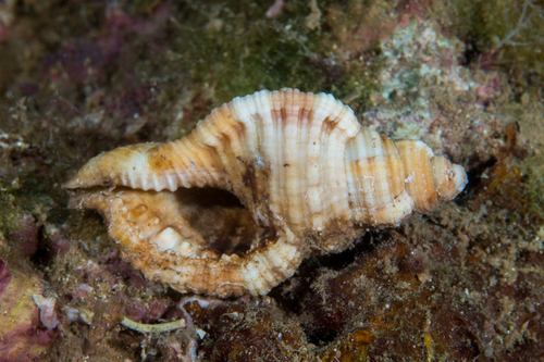 Monoplex aquatilis observed 2017-07-08