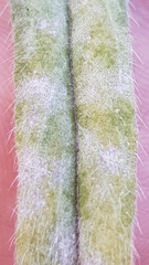 Golovinomyces cynoglossi
