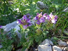 Scutellaria alpina