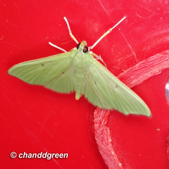 Parotis punctiferalis