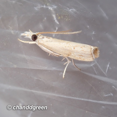 Culladia hastiferalis