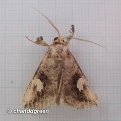 Pseudosphetta fissisigna