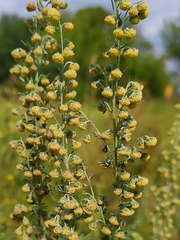 Artemisia macrantha