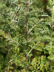 Artemisia macrantha