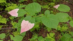 Actinidia kolomikta