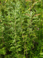 Artemisia macrantha