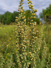 Artemisia macrantha