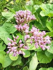 Adenostyles alliariae