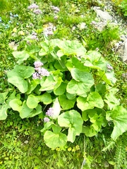 Adenostyles alliariae