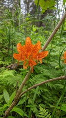 Lilium distichum