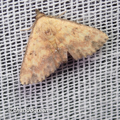 Cerynea punctilinealis