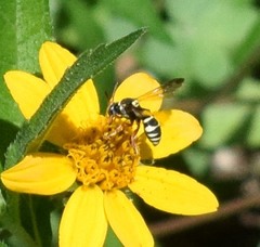 Nomada texana
