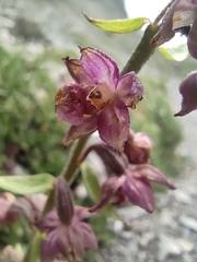 Epipactis atrorubens
