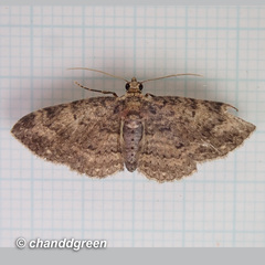 Pseudocollix hyperythra