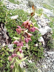 Epipactis atrorubens